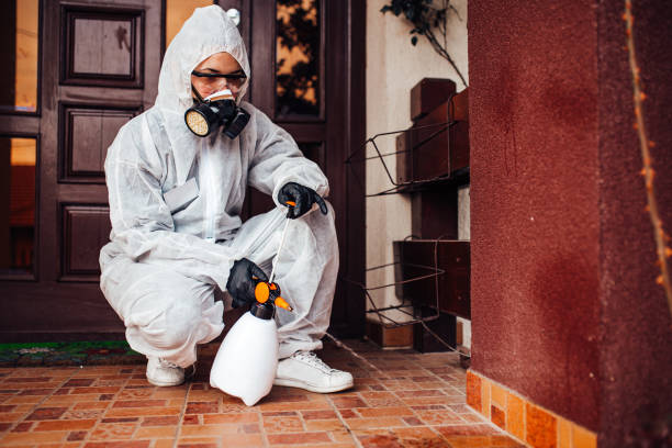 Reliable Ant Control contractor in Chaparral, NM by Nex Pest Control