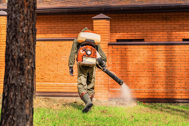 Trusted Ant Control service in Chaparral, NM - Nex Pest Control